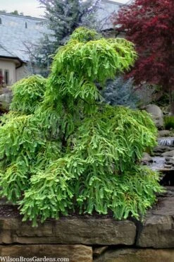 Miss Grace Weeping Dawn Redwood Tree (Metasequoia) - 3 Gallon Pot -Garden Plants metasequoia glyptostroboides miss grace weeping dawn redwood 5