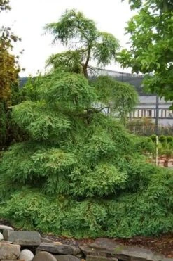 Miss Grace Weeping Dawn Redwood Tree (Metasequoia) - 3 Gallon Pot -Garden Plants metasequoia miss grace dawn redwood tree 6 1