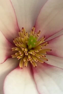 Fairy Blush Magnolia - 3 Gallon Pot 11 Fairy Blush Magnolia - 3 Gallon Pot -Garden Plants michelia yunnanensis hybrid fairy blush magnolia 2