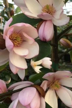 Fairy Blush Magnolia - 3 Gallon Pot 13 Fairy Blush Magnolia - 3 Gallon Pot -Garden Plants michelia yunnanensis hybrid fairy blush magnolia 6