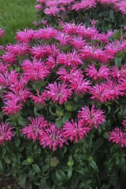 Electric Neon Pink Bee Balm (Monarda) - 1 Gallon Pot -Garden Plants monarda electric neon pink bee balm 1