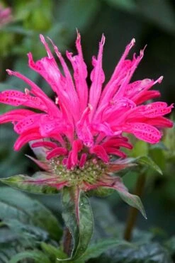 Electric Neon Pink Bee Balm (Monarda) - 1 Gallon Pot -Garden Plants monarda electric neon pink bee balm 6