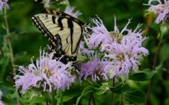 Wild Bergamot Bee Balm (Monarda Fistulosa) - 5 Pack Of Quart Pots 12 Wild Bergamot Bee Balm (Monarda Fistulosa) - 5 Pack Of Quart Pots -Garden Plants monarda fistulosa wild bergamont bee balm 11 1