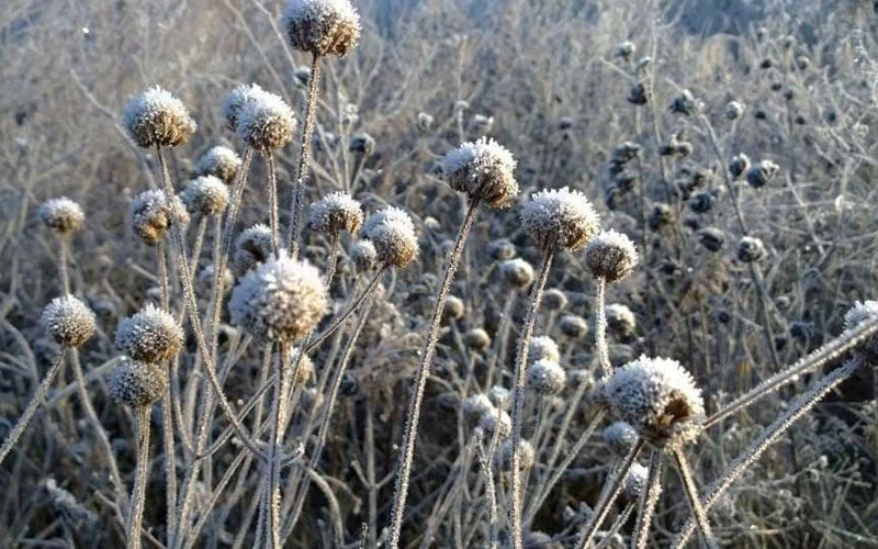 Wild Bergamot Bee Balm (Monarda Fistulosa) - 5 Pack Of Quart Pots 7 Wild Bergamot Bee Balm (Monarda Fistulosa) - 5 Pack Of Quart Pots - Image 7