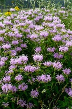 Wild Bergamot Bee Balm (Monarda Fistulosa) - 5 Pack Of Quart Pots 11 Wild Bergamot Bee Balm (Monarda Fistulosa) - 5 Pack Of Quart Pots -Garden Plants monarda fistulosa wild bergamont bee balm 16 1