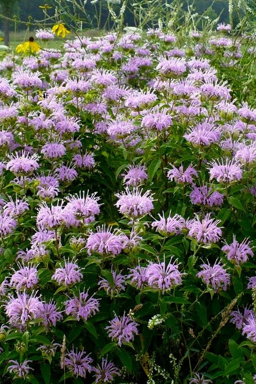 Wild Bergamot Bee Balm (Monarda Fistulosa) - 5 Pack Of Quart Pots 4 Wild Bergamot Bee Balm (Monarda Fistulosa) - 5 Pack Of Quart Pots - Image 4