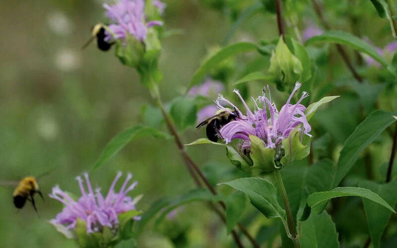 Wild Bergamot Bee Balm (Monarda Fistulosa) - 5 Pack Of Quart Pots 6 Wild Bergamot Bee Balm (Monarda Fistulosa) - 5 Pack Of Quart Pots - Image 6