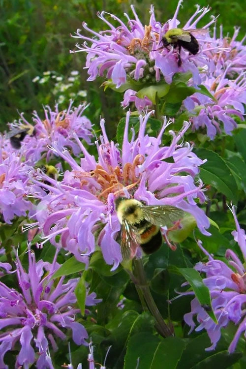 Wild Bergamot Bee Balm (Monarda Fistulosa) - 5 Pack Of Quart Pots 1 Wild Bergamot Bee Balm (Monarda Fistulosa) - 5 Pack Of Quart Pots