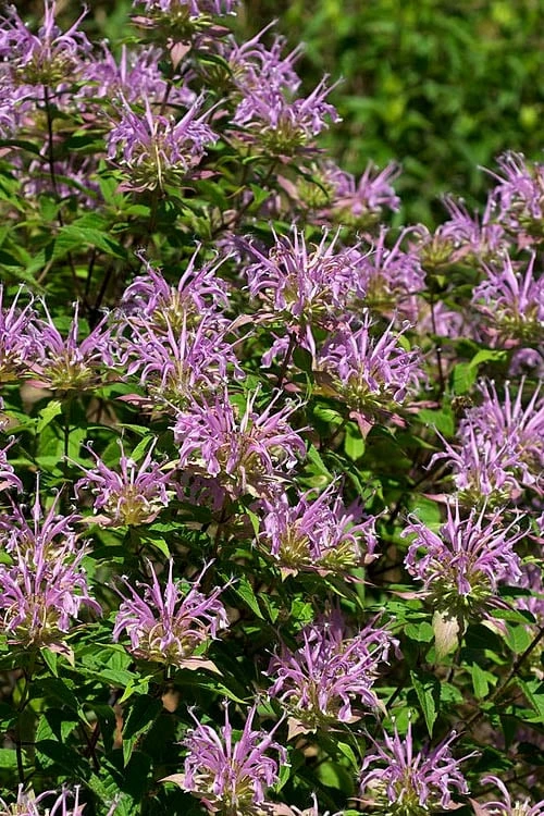 Wild Bergamot Bee Balm (Monarda Fistulosa) - 5 Pack Of Quart Pots 8 Wild Bergamot Bee Balm (Monarda Fistulosa) - 5 Pack Of Quart Pots - Image 8