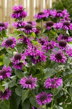 Bee-You Bee Free Bee Balm (Monarda) - 1 Gallon Pot 11 Bee-You Bee Free Bee Balm (Monarda) - 1 Gallon Pot -Garden Plants monarda hybrid bee free bee balm 1