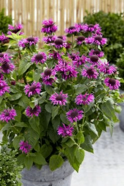 Bee-You Bee Free Bee Balm (Monarda) - 1 Gallon Pot 10 Bee-You Bee Free Bee Balm (Monarda) - 1 Gallon Pot -Garden Plants monarda hybrid bee free bee balm 3