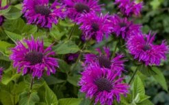 Bee-You Bee Free Bee Balm (Monarda) - 1 Gallon Pot 9 Bee-You Bee Free Bee Balm (Monarda) - 1 Gallon Pot -Garden Plants monarda hybrid bee free bee balm 9