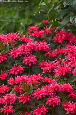 Cherry Pops Bee Balm (Monarda) - 1 Gallon Pot -Garden Plants monarda sugar buzz cherry pops bee balm 1