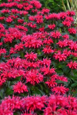 Cherry Pops Bee Balm (Monarda) - 1 Gallon Pot -Garden Plants monarda sugar buzz cherry pops bee balm 2