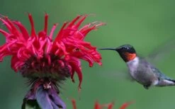 Cherry Pops Bee Balm (Monarda) - 1 Gallon Pot -Garden Plants monarda sugar buzz cherry pops bee balm 3