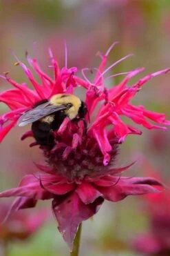 Cherry Pops Bee Balm (Monarda) - 1 Gallon Pot -Garden Plants monarda sugar buzz cherry pops bee balm 4