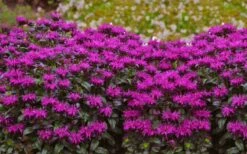 Rockin' Raspberry Bee Balm (Monarda) - 1 Gallon Pot -Garden Plants monarda sugar buzz rockin raspberry bee balm 21