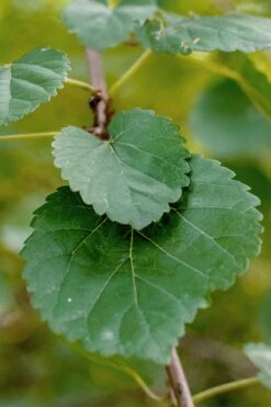 Red Mulberry Tree (Morus Rubra) - 3 Gallon Pot -Garden Plants morus rubra red mulberry leaves 1