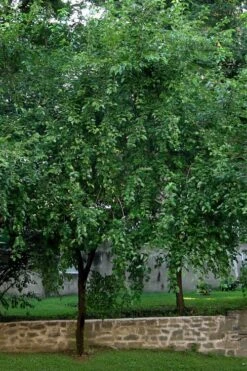 Red Mulberry Tree (Morus Rubra) - 3 Gallon Pot -Garden Plants morus rubra red mulberry tree 1