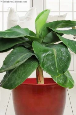 Little Prince Banana Plant - 1 Gallon Pot -Garden Plants musa little prince dwarf banana plant 1