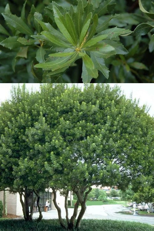 Southern Wax Myrtle - 3 Gallon Pot 4 Southern Wax Myrtle - 3 Gallon Pot - Image 4