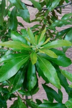 Southern Wax Myrtle - 3 Gallon Pot 10 Southern Wax Myrtle - 3 Gallon Pot -Garden Plants myrica cerifera southern wax myrtle 102
