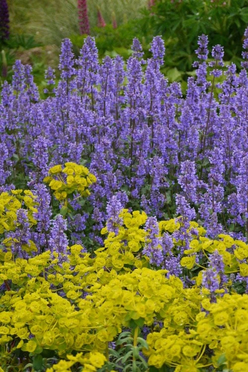 Summer Magic Catmint (Nepeta Grandiflora) - 1 Gallon Pot 1 Summer Magic Catmint (Nepeta Grandiflora) - 1 Gallon Pot