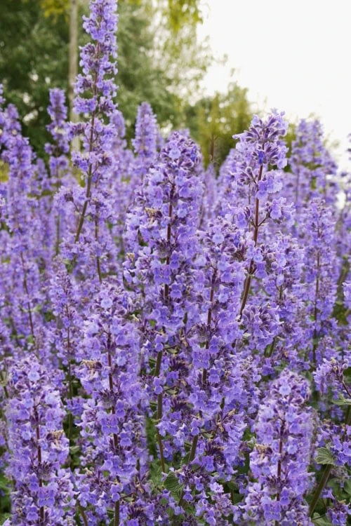 Summer Magic Catmint (Nepeta Grandiflora) - 1 Gallon Pot 5 Summer Magic Catmint (Nepeta Grandiflora) - 1 Gallon Pot - Image 5