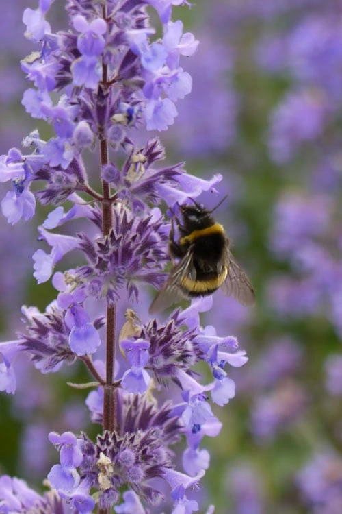 Summer Magic Catmint (Nepeta Grandiflora) - 1 Gallon Pot 6 Summer Magic Catmint (Nepeta Grandiflora) - 1 Gallon Pot - Image 6