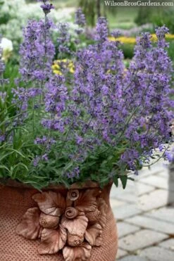 Little Trudy Catmint - 5 Pack Of Quart Pots