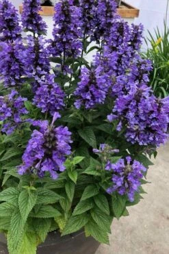 Neptune Catmint (Nepeta) - 1 Gallon Pot -Garden Plants nepeta neptune catmint 7