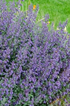 Six Hills Giant Catmint (Nepeta) - 5 Pack Of Quart Pots -Garden Plants nepeta six hills giant catmint 1