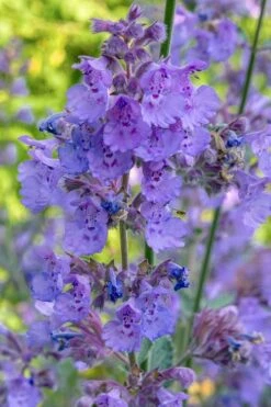 Six Hills Giant Catmint (Nepeta) - 5 Pack Of Quart Pots -Garden Plants nepeta six hills giant catmint 10