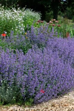 Six Hills Giant Catmint (Nepeta) - 5 Pack Of Quart Pots -Garden Plants nepeta six hills giant catmint 2