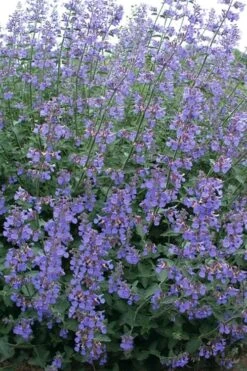 Six Hills Giant Catmint (Nepeta) - 5 Pack Of Quart Pots -Garden Plants nepeta six hills giant catmint 7