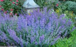 Six Hills Giant Catmint (Nepeta) - 5 Pack Of Quart Pots -Garden Plants nepeta six hills giant catmint 8