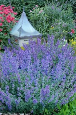 Six Hills Giant Catmint (Nepeta) - 5 Pack Of Quart Pots -Garden Plants nepeta six hills giant catmint 9