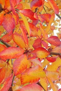 Zydeco Twist Black Gum Tree - 7 Gallon Pot (2-3') -Garden Plants nyssa sylvatica zydeco twist black gum tupelo tree 9