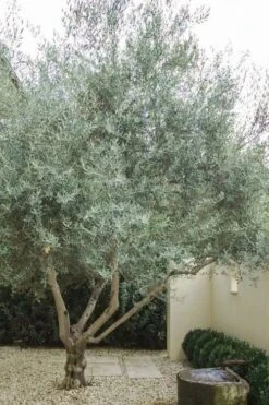 Arbequina Olive Tree - 7 Gallon Pot (3-4') -Garden Plants olive tree arbequina 4