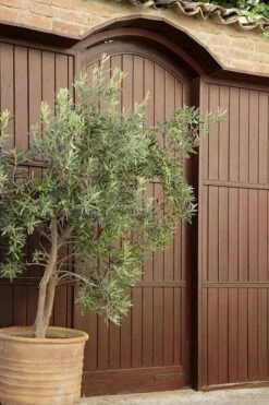 Arbequina Olive Tree - 7 Gallon Pot (3-4') -Garden Plants olive tree arbequina 6