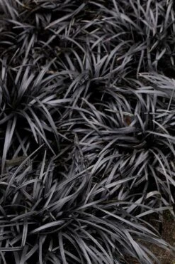 Dwarf Black Mondo Grass - 5 Pack Of Quart Pots