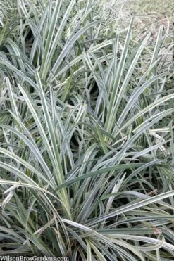 Silver Mist Mondo Grass - 6 Pack Of Pint Pots -Garden Plants ophiopogon japonicus silver20mist modo grass 2