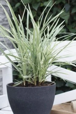Silver Mist Mondo Grass - 6 Pack Of Pint Pots -Garden Plants ophiopogon japonicus silver20mist modo grass 3