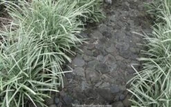 Silver Mist Mondo Grass - 6 Pack Of Pint Pots -Garden Plants ophiopogon japonicus silver20mist modo grass 4