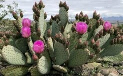 Beavertail Prickly Pear Cactus - 3 Gallon Pot -Garden Plants opuntia basilaris beavertail prickly pear cactus 2