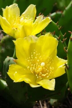 Eastern Prickly Pear Cactus (Opuntia Humifusa) - 3 Gallon Pot -Garden Plants opuntia humifusa eastern prickly pear cactus 1