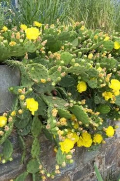 Eastern Prickly Pear Cactus (Opuntia Humifusa) - 3 Gallon Pot -Garden Plants opuntia humifusa eastern prickly pear cactus 10