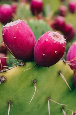 Eastern Prickly Pear Cactus (Opuntia Humifusa) - 3 Gallon Pot -Garden Plants opuntia humifusa eastern prickly pear cactus 12