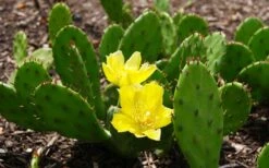 Eastern Prickly Pear Cactus (Opuntia Humifusa) - 3 Gallon Pot -Garden Plants opuntia humifusa eastern prickly pear cactus 3