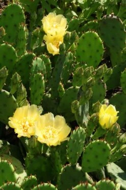 Eastern Prickly Pear Cactus (Opuntia Humifusa) - 3 Gallon Pot -Garden Plants opuntia humifusa eastern prickly pear cactus 4